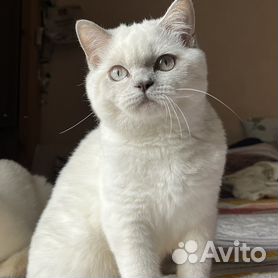 British shorthair hot sale cat cena