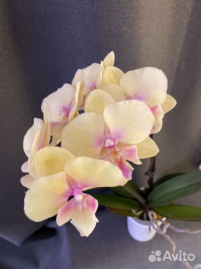 Орхидея фаленопсис биглип