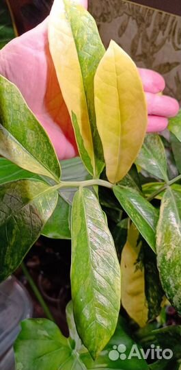 Замиокулькас вариегатный