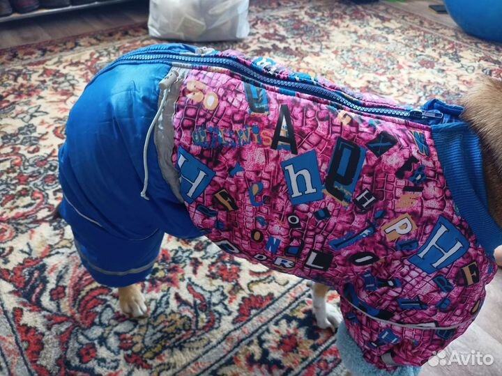 Костюм для собаки