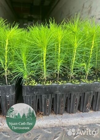 Зкс и окс Сосна Ель Лиственница сеянцы Голуб горн