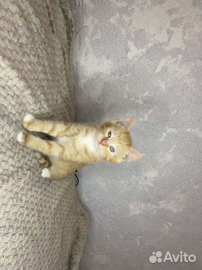 Котенок в добрые руки