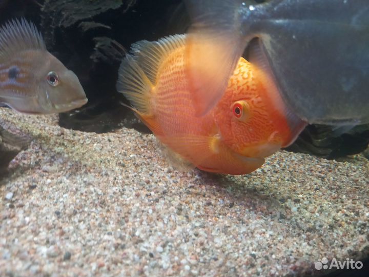 Северум красноточечный 1год крупный