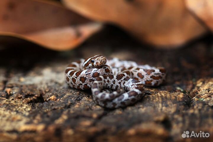 Маисовый полоз