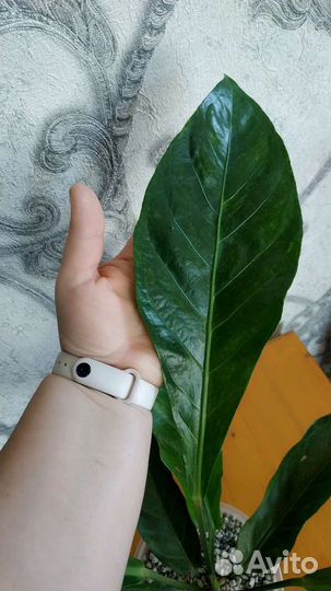 Антуриум вариегатный