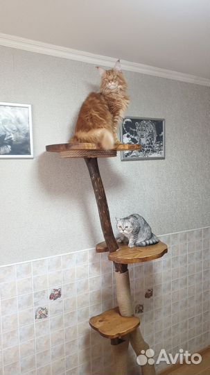 Когтеточка из дерева