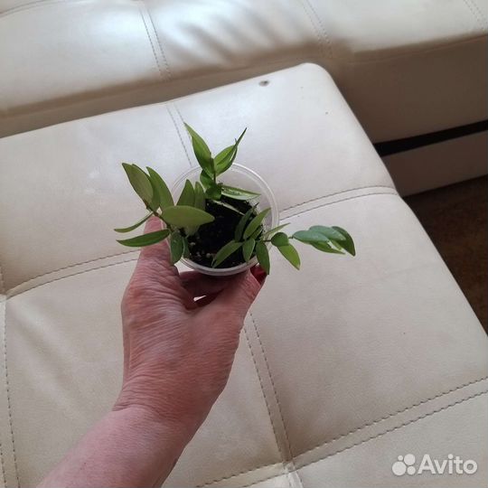 Нематантус или золотые рыбки