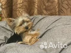 Услуги по вязке. Йоркширский терьер супер мини