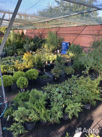 Питомник растений №1
