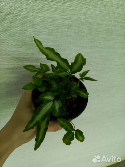 Папоротник сортовые и асплениум