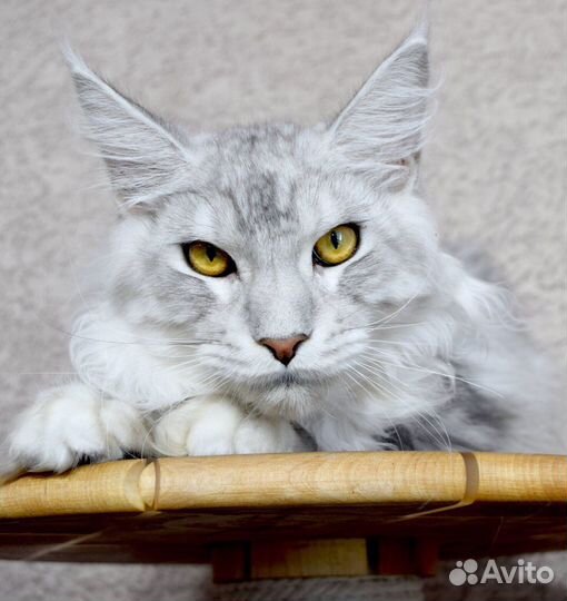 Серебряный мальчик мейн кун