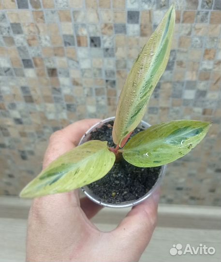 Строманта Мультиколор