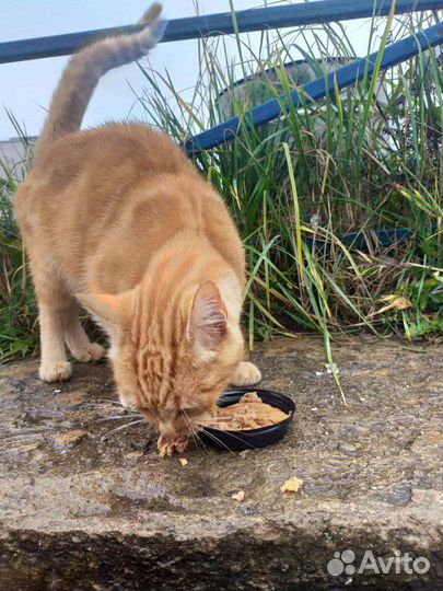 Рыжий кот в добрые руки