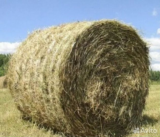 Продам сено в рулонах