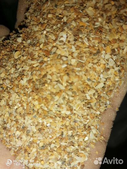 Ракушка морская кормовая