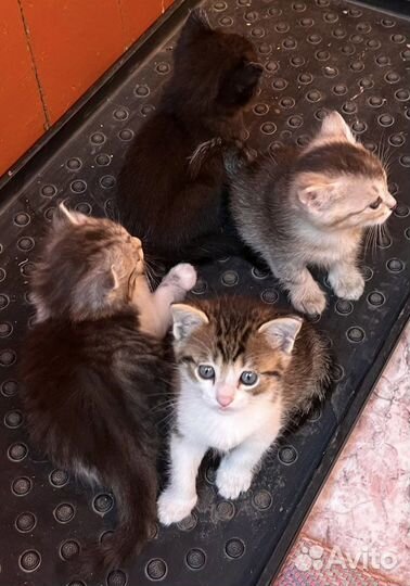 Котята в добрые руки