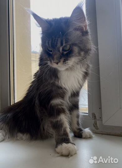 Котята мейнкуна