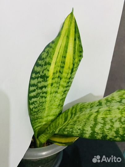 Сансевиерия сортовая