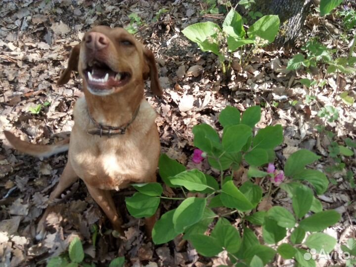 Санаторий для животных(передержка vip)