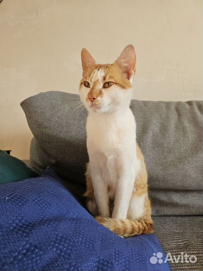Кот ищет дом