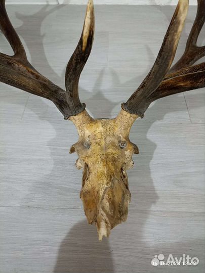 Продам рога оленя