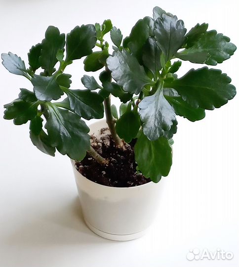 Каланхоэ цветущий