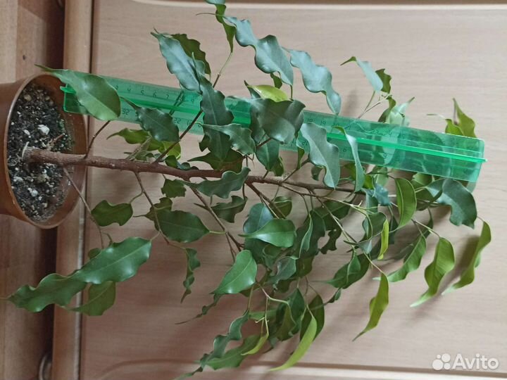 Фикус бенджамина, долларовое дерево,замиокулькас