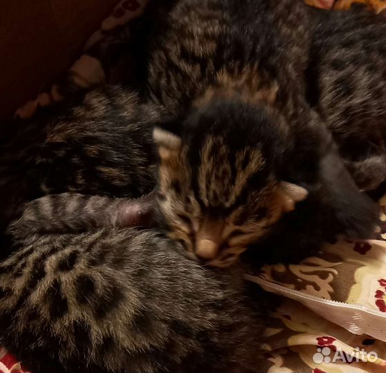 Бенгальские котята