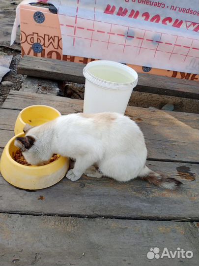 Кошка в добрые руки