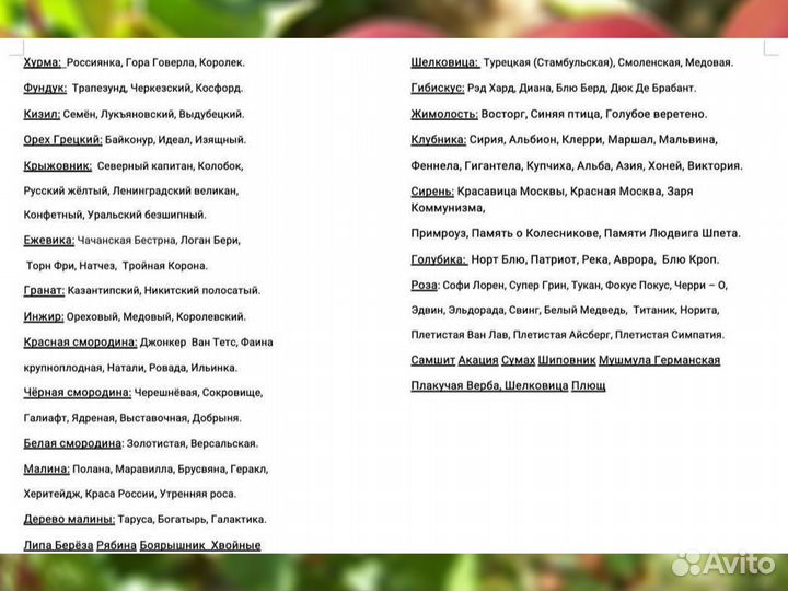 Саженцы Сливы Чакчакская