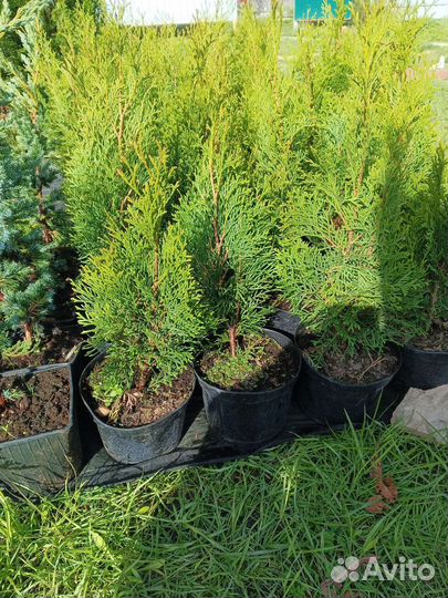 Туя смарагд