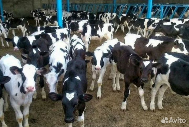 Бычки и телята