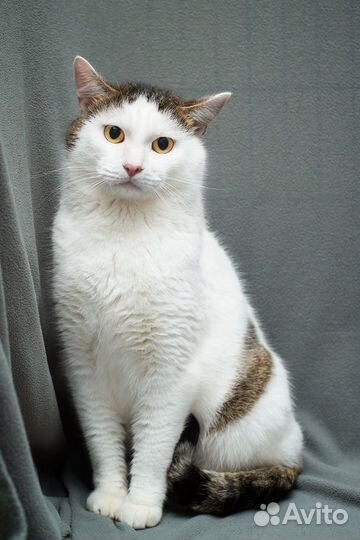 Спокойный молоденький котик Тишка