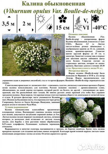 Саженцы декоративно-лиственных/цветущих