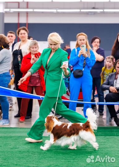 Щенки кавалер кинг чарльз спаниель