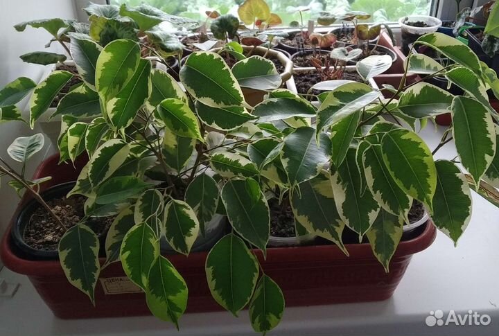 Комнатные растения цветы фикусы, декабристы, хойя