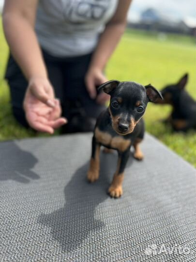 Собака щенок породы цвергпинчер