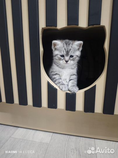 Шотландская кошечка