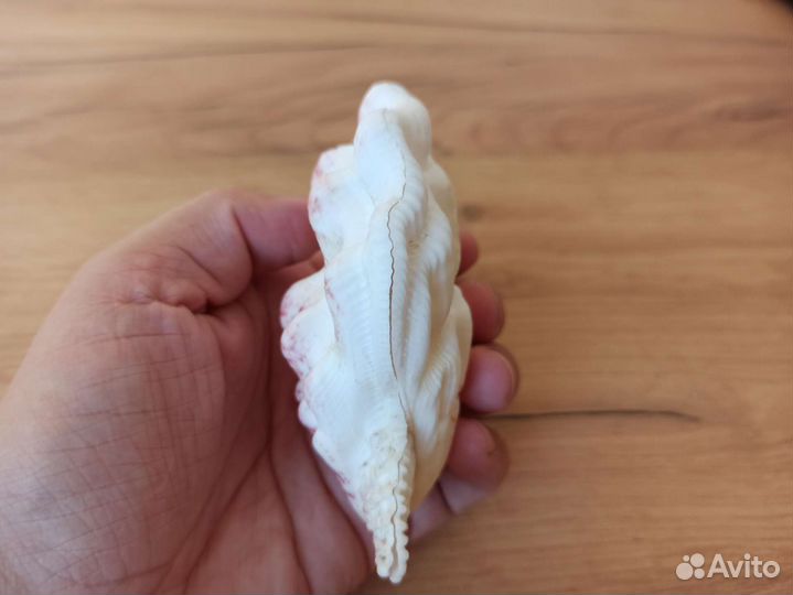 Морская раковина