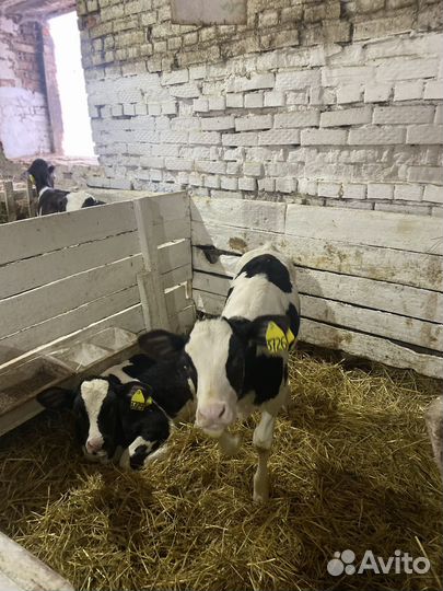 Бычки. Телята. Крс