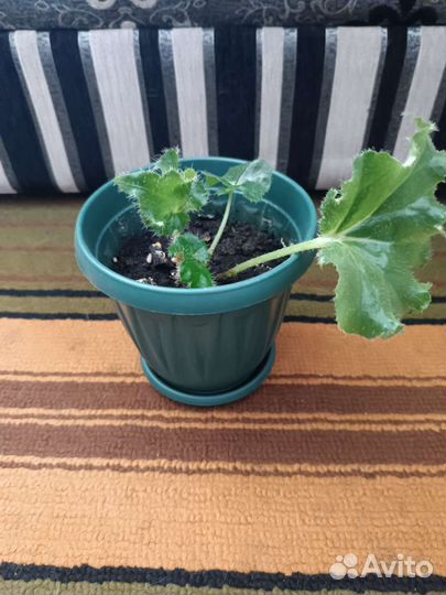 Бегония за шоколадку