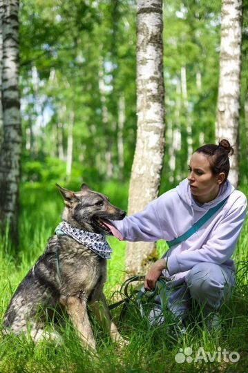 Собака-мечта из приюта