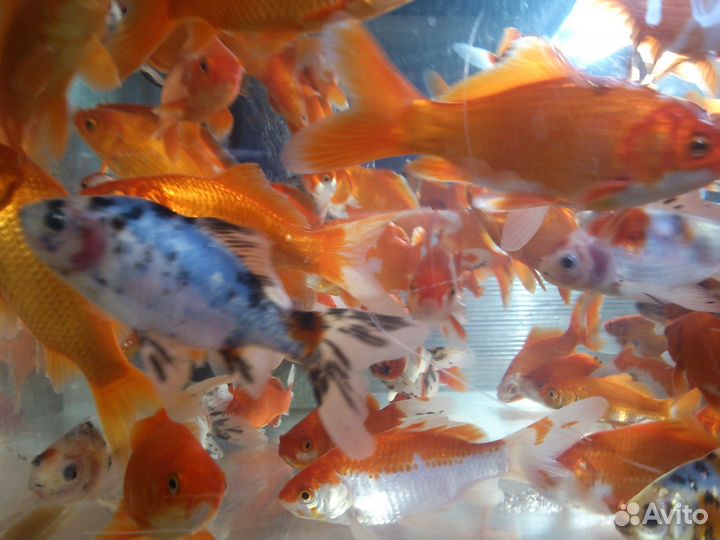 Рыба растения для прудов, и аквариумов