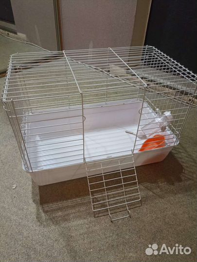 Декоративные кролики вислоухие