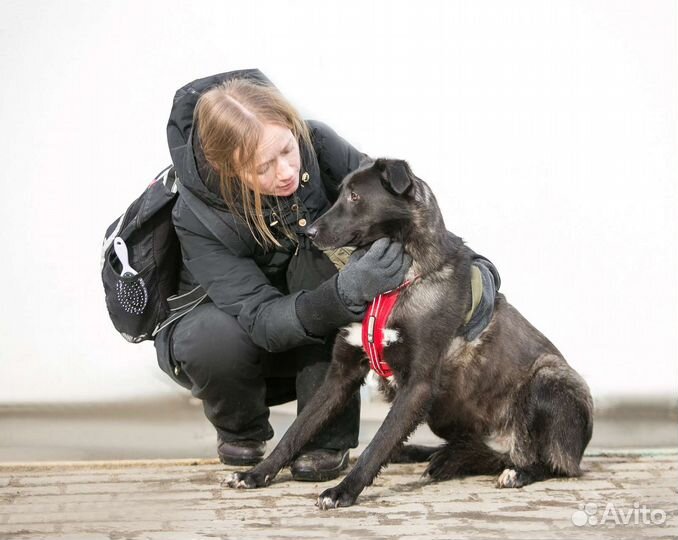 Собака в добрые руки