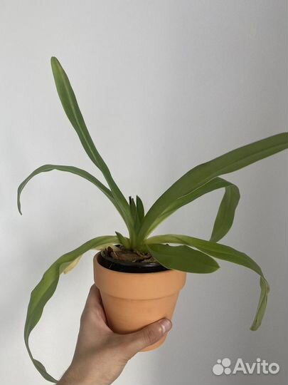 Орхидея Пафиопедиллум Американский гибрид