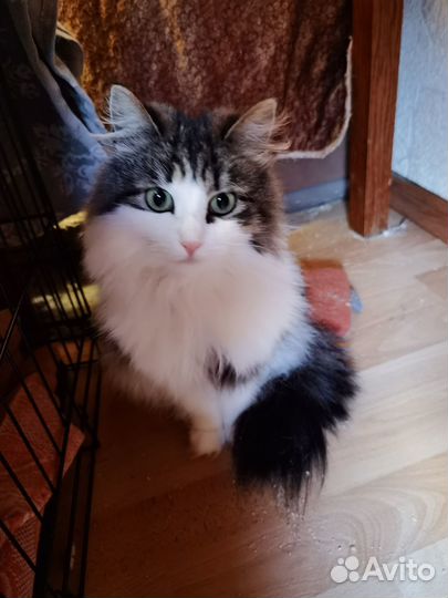 Пушистая кошка в добрые руки