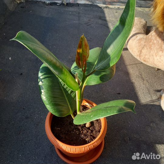 Фикус.Мушмула