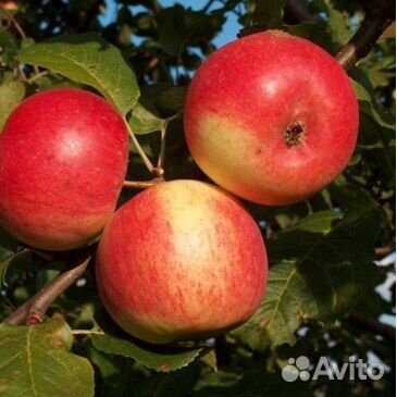 Плодовые деревья и кустарники