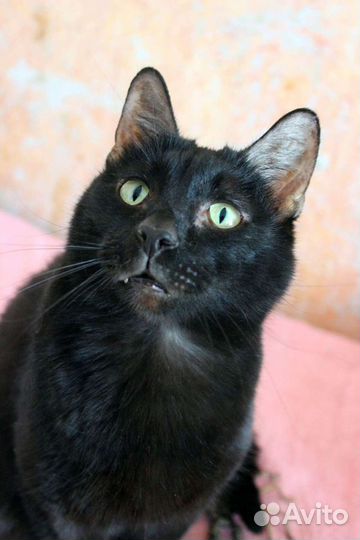 Кот Негритенок